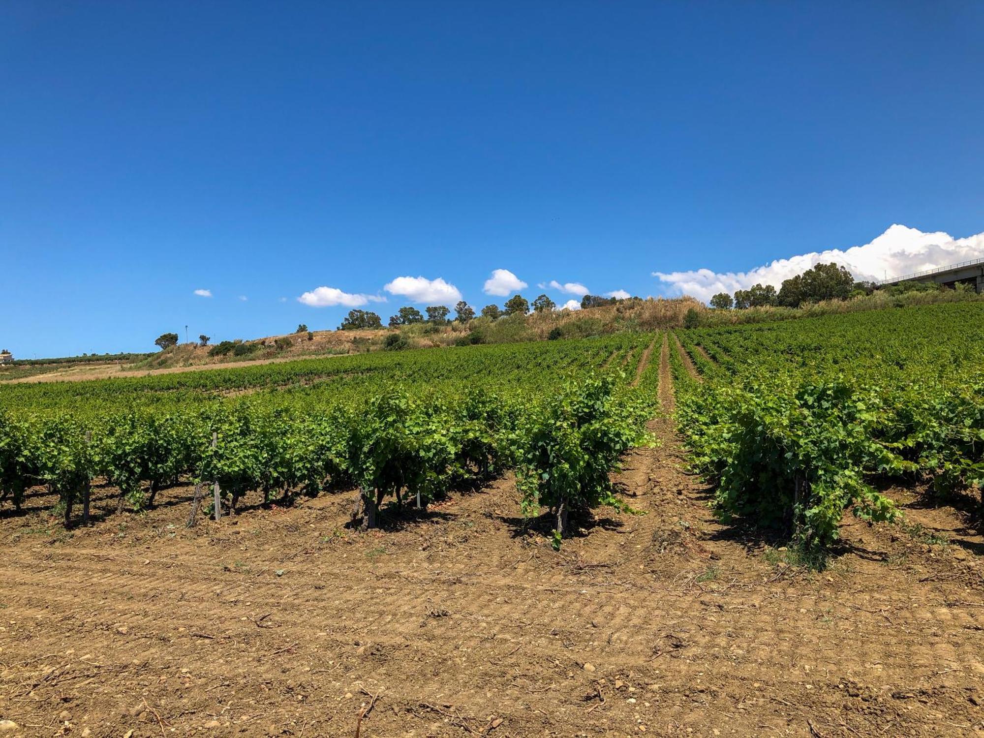 Fattoria Manostalla Villa Chiarelli Balestrate Exteriér fotografie